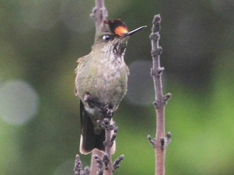 Green-backed Firecrown, Photos 4
