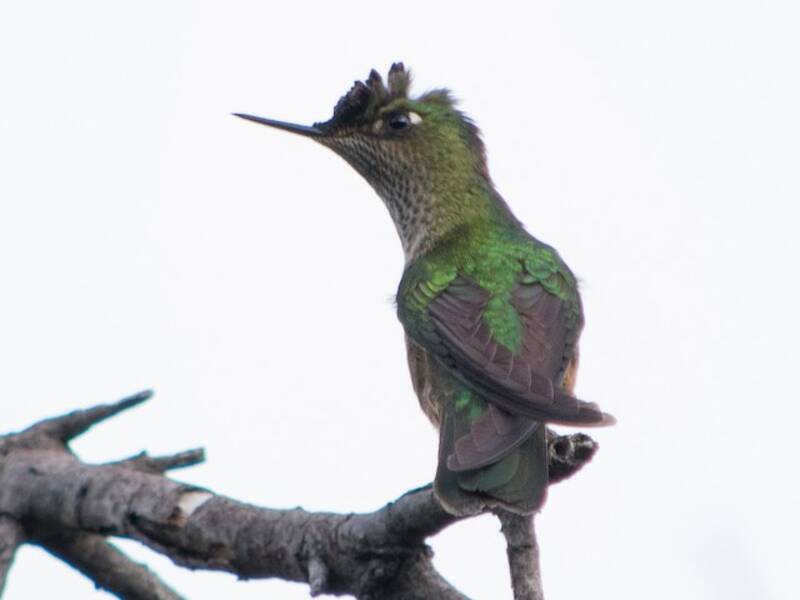 Green-backed Firecrown, Photos 3