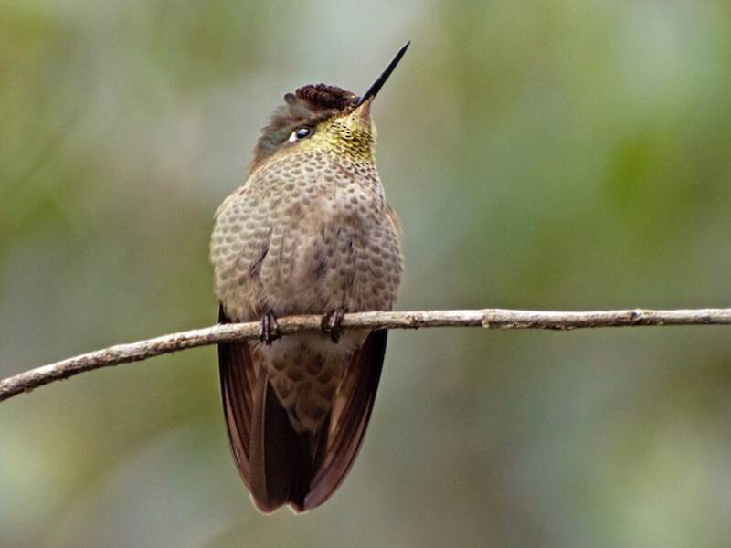 Green-backed Firecrown, Photos 2