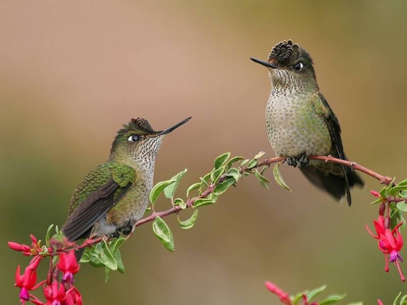 Colibrì corona di fuoco dal dorso verde