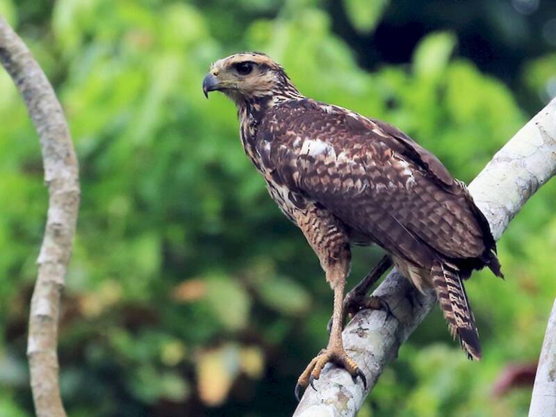 Great Black Hawk