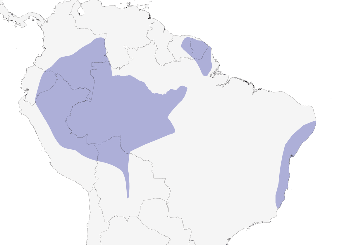 Eremita beccogrosso, Distribuzione 1