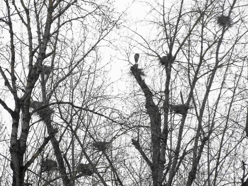 Great Blue Heron (Ardea herodias)