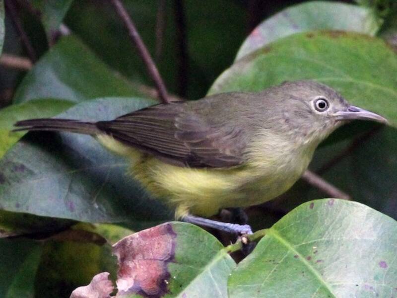 Melifago dorsosverde