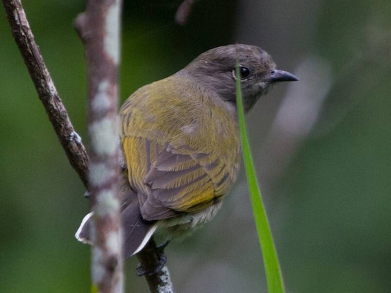 Mielero Dorsiverde, Fotos 4