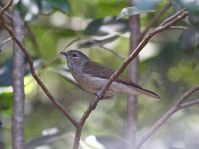 Nettarinia dal dorso verde