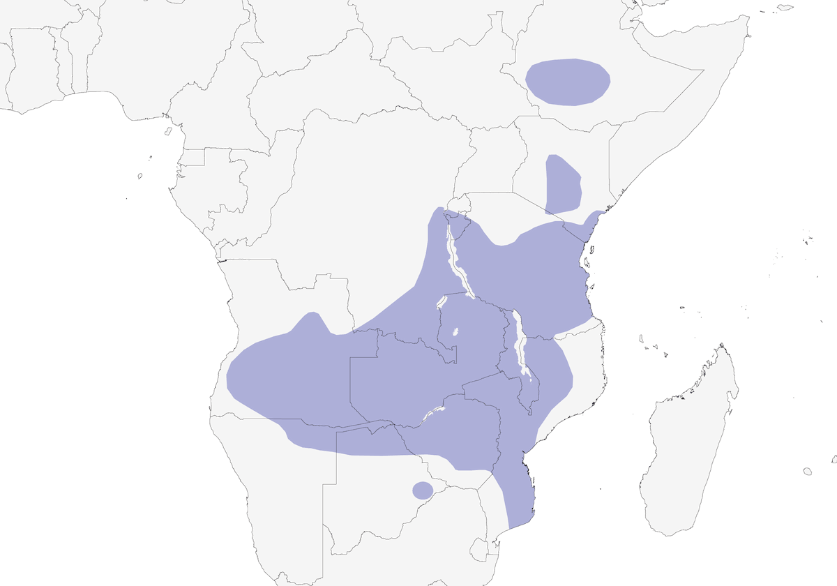 Mielero Dorsiverde, Distribución 1