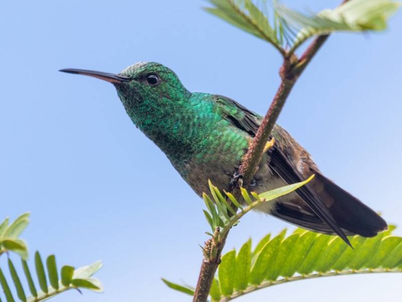 Grünbauchkolibri