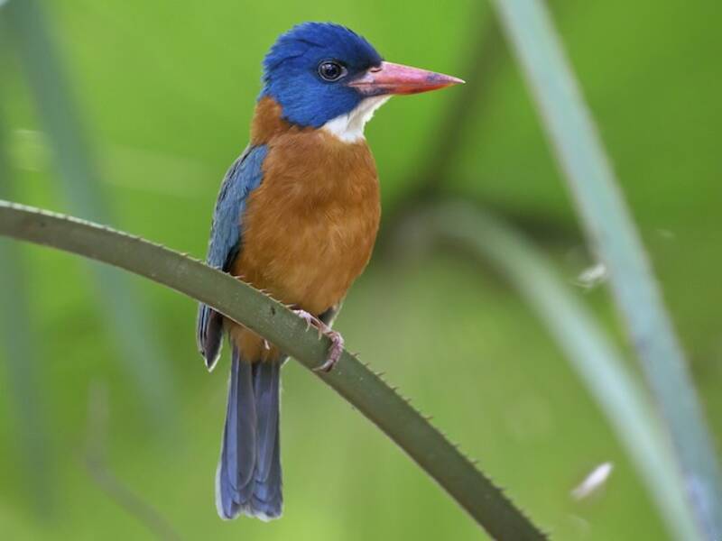 Green-backed Kingfisher
