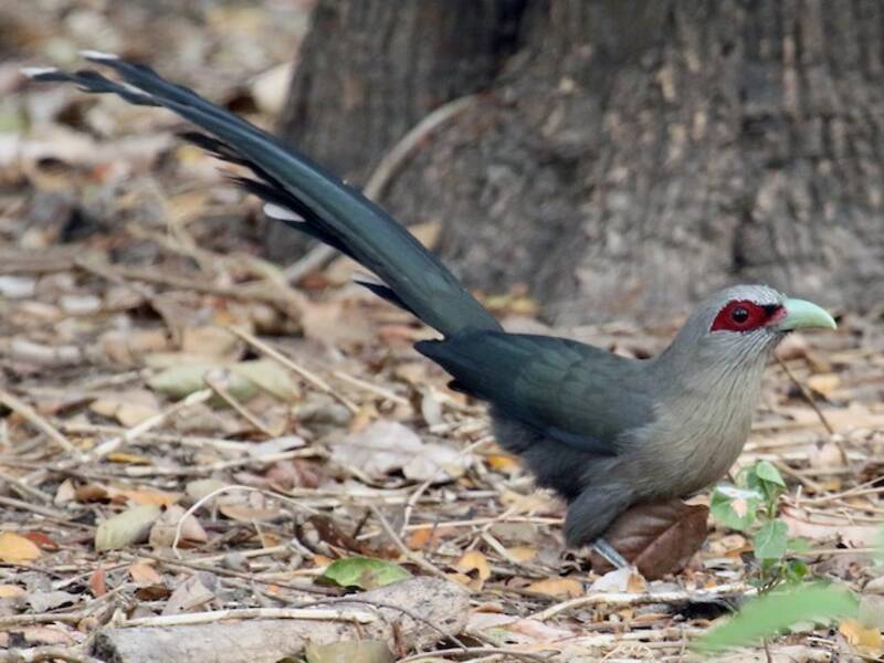 Grünschnabel-Malkoha