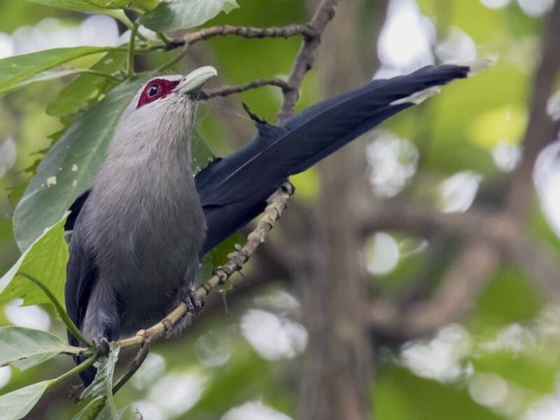 Grünschnabel-Malkoha, Fotos 2