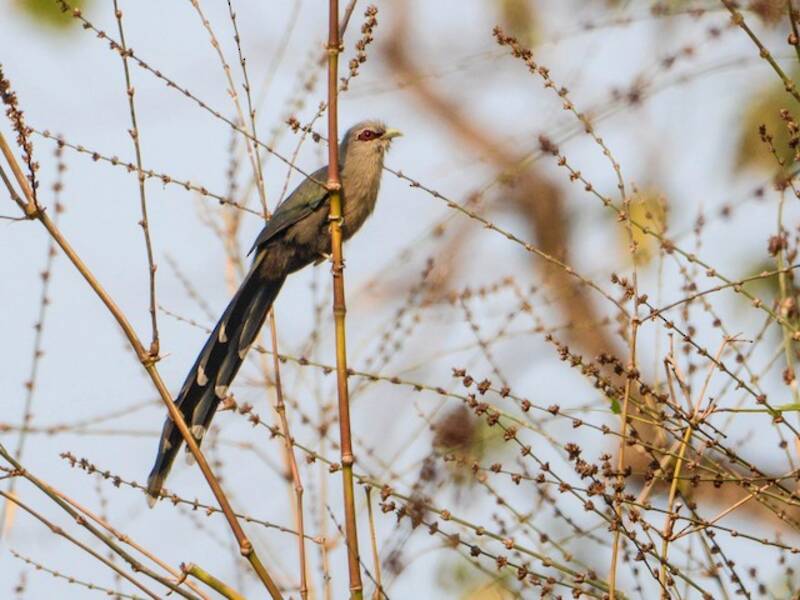 Grünschnabel-Malkoha, Fotos 3
