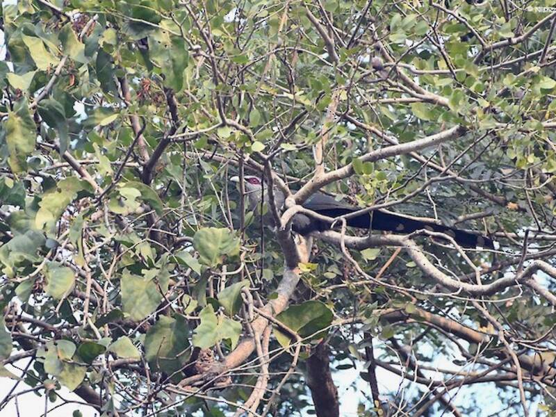 Grünschnabel-Malkoha, Fotos 4
