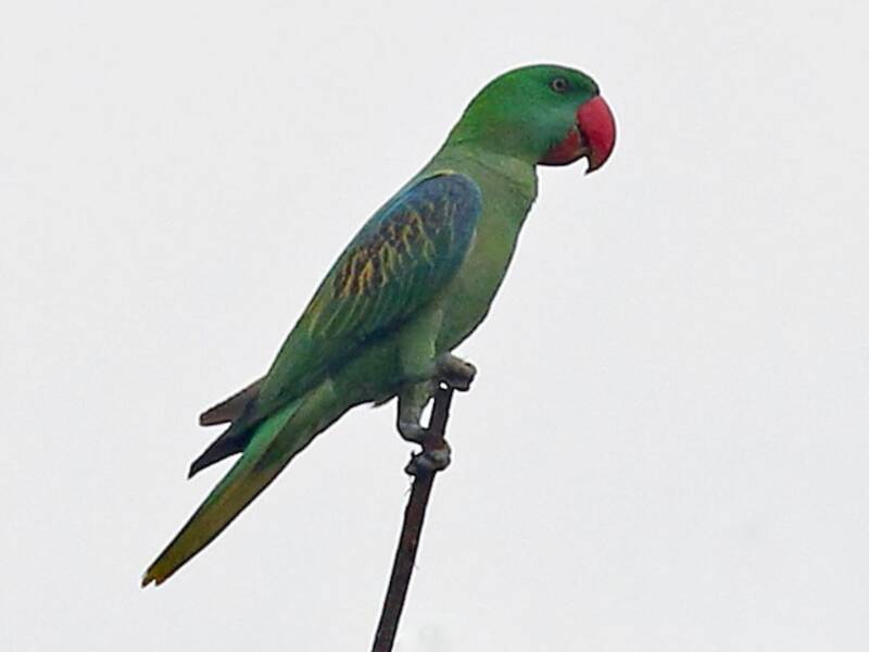 Loro Picogrueso