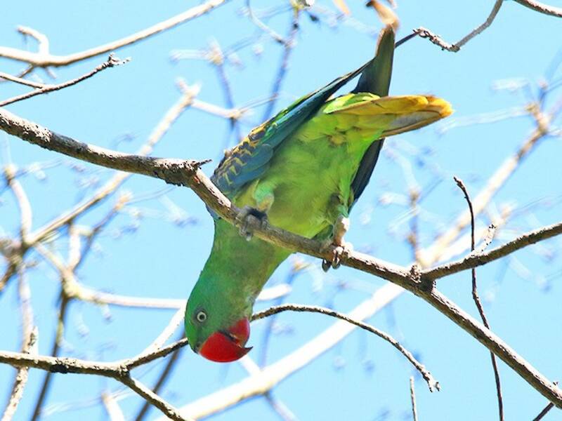 Great-billed Parrot, 照片 3