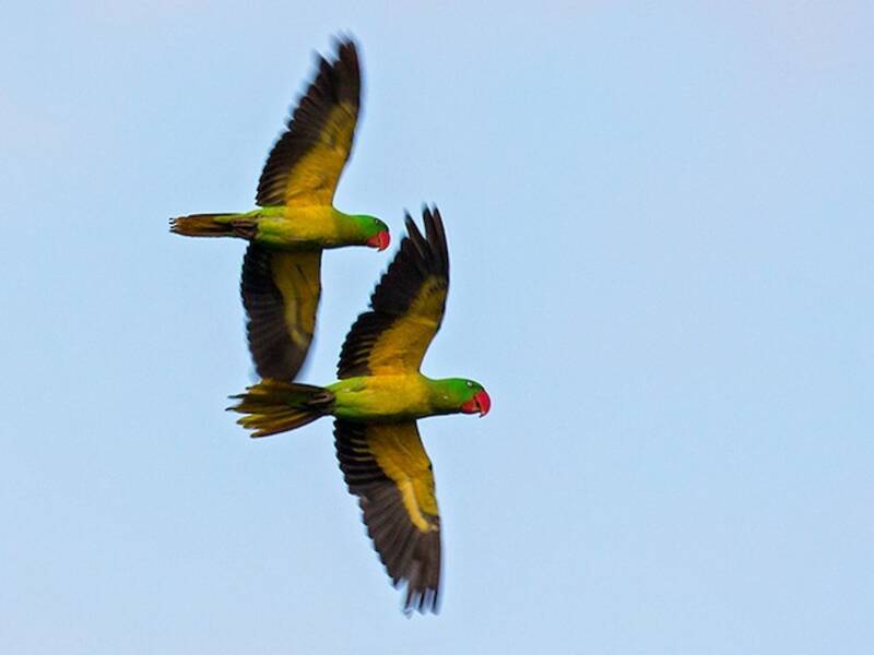 Great-billed Parrot, 照片 2