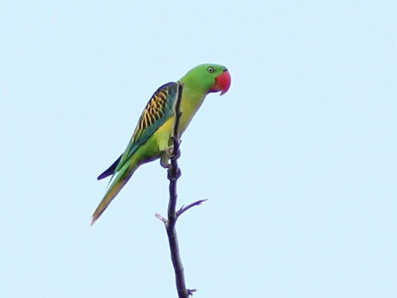 Great-billed Parrot, 照片 4