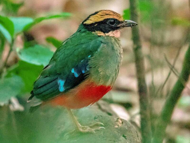 Green-breasted Pitta, Photos 3