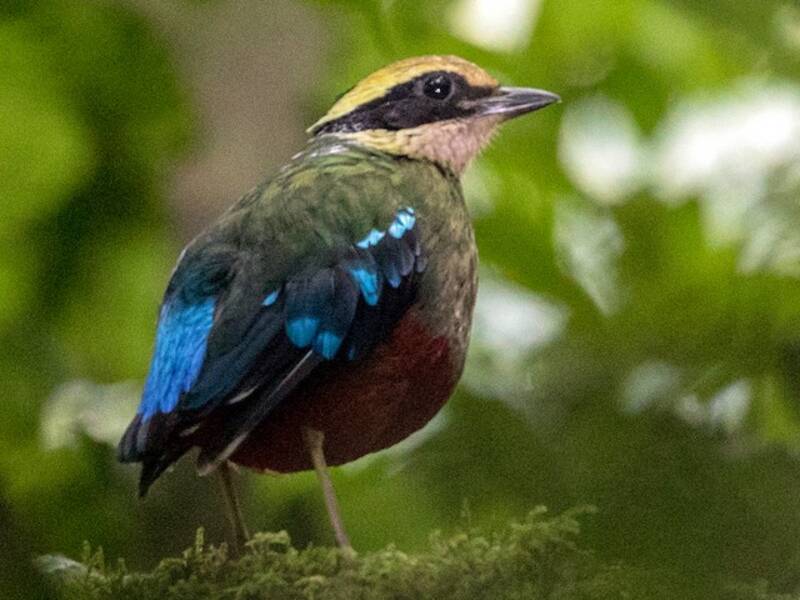 Green-breasted Pitta, Photos 2