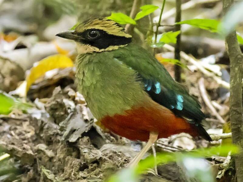 Pitta dal petto verde