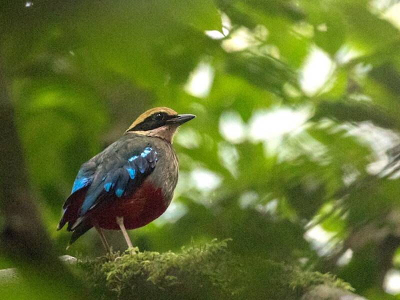 Green-breasted Pitta, Photos 4