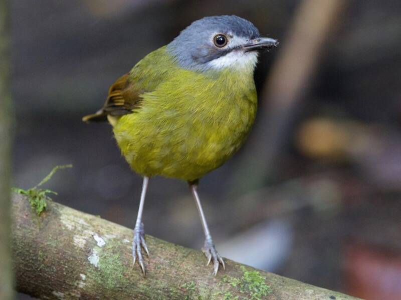 Green-backed Robin, 照片 4
