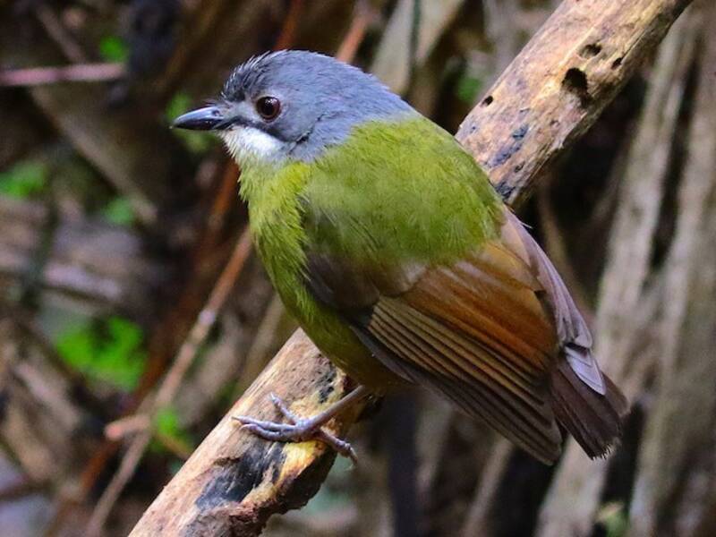 Green-backed Robin, 照片 2