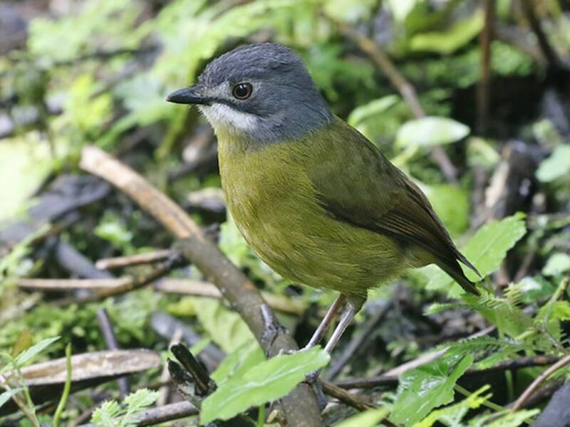 Green-backed Robin, 照片 3