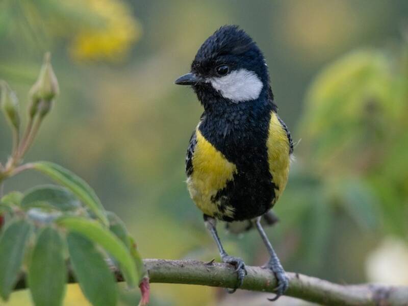 Carbonero dorsiverde - Parus monticolus
