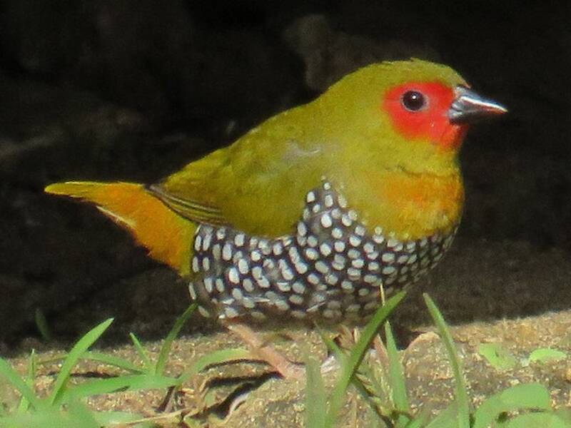 Green-backed Twinspot, Photos 3