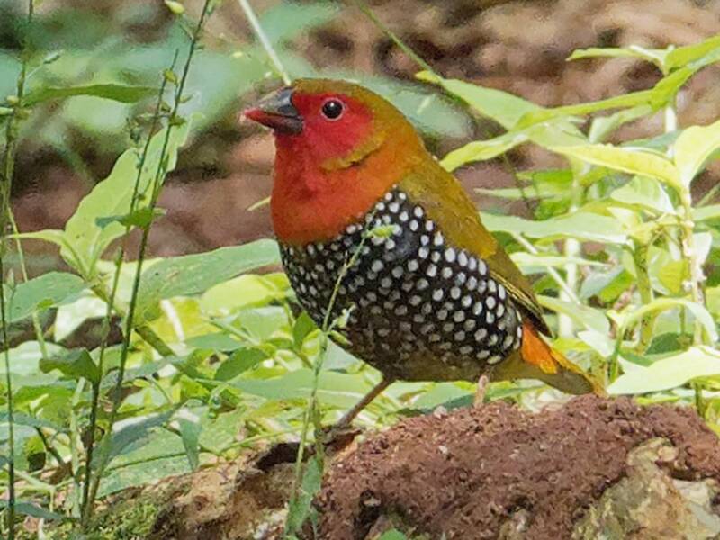 Green-backed Twinspot, Photos 2