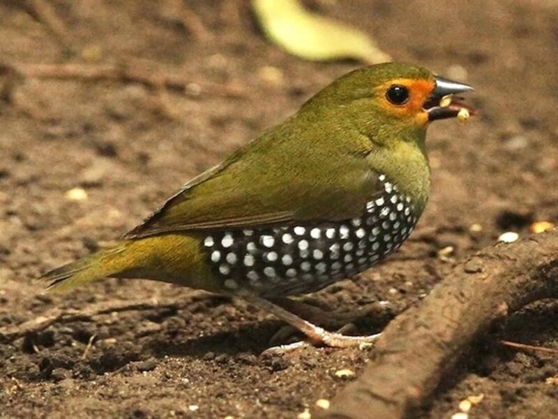 Green-backed Twinspot