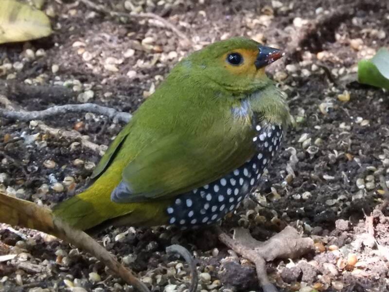 Green-backed Twinspot, Photos 4