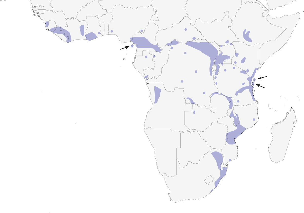 Green-backed Twinspot, Distribution 1