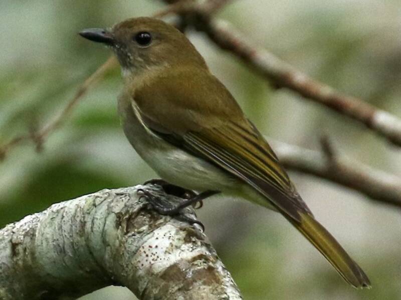 Green-backed Whistler, Photos 4