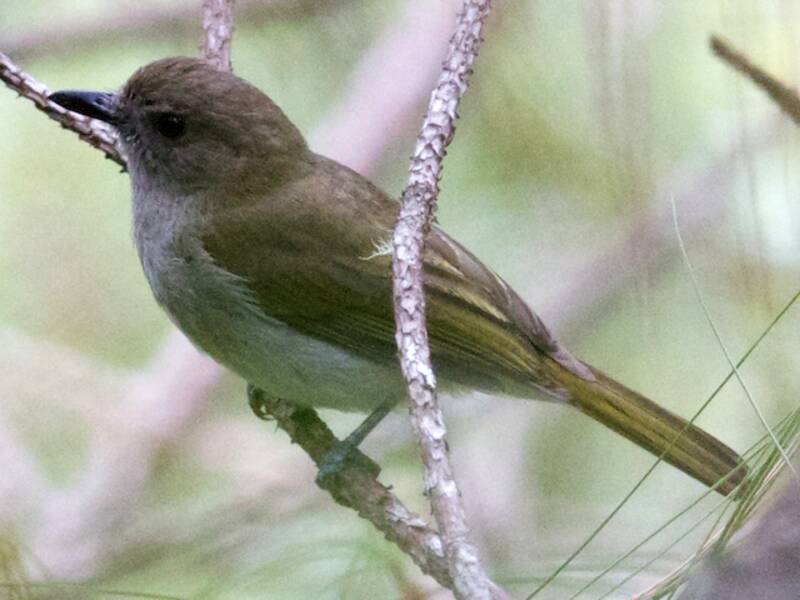 Green-backed Whistler, Photos 3