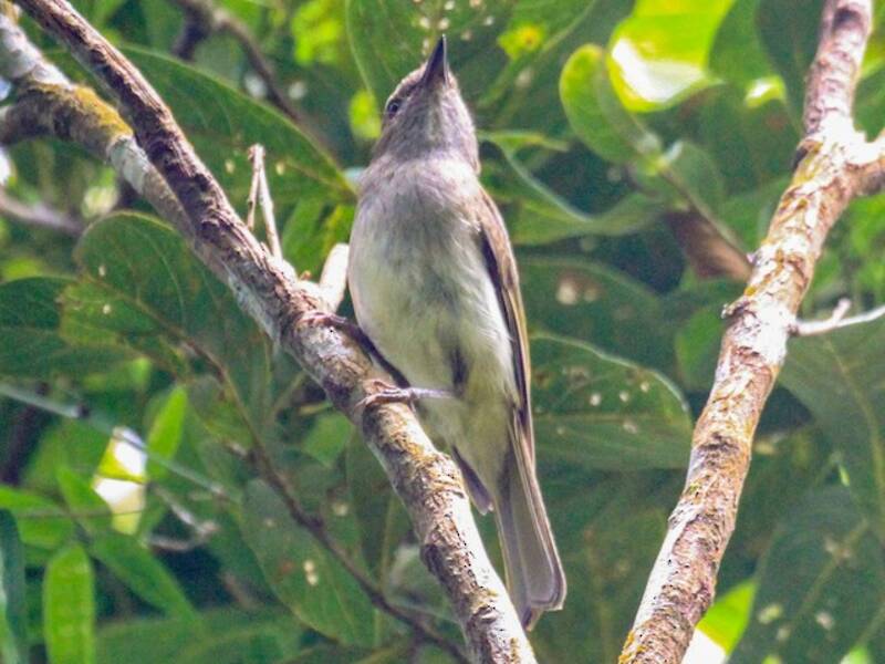 Green-backed Whistler, Photos 2