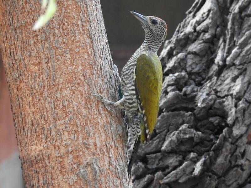 Picchio dorsale verde, Foto 4