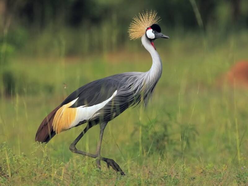 Gray Crowned-Crane, Photos 3