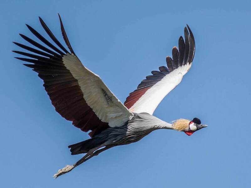 Gray Crowned-Crane, Photos 1
