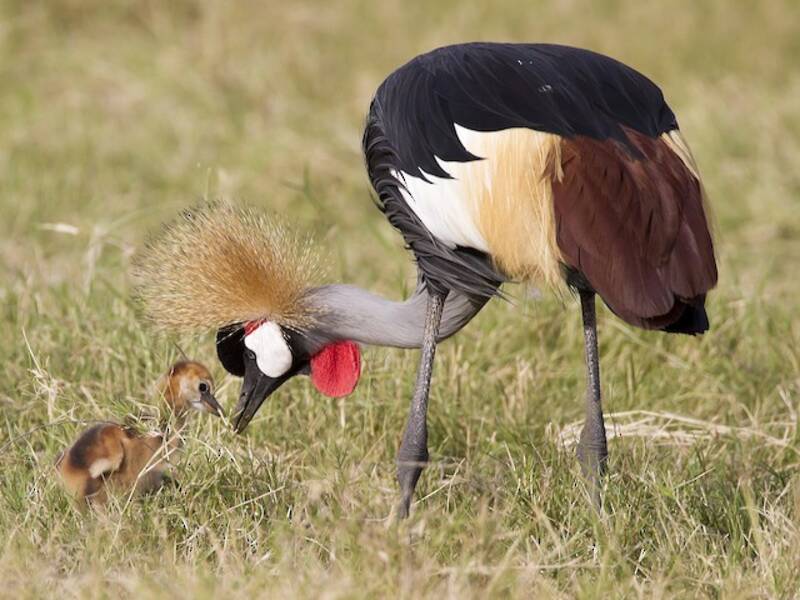 Gray Crowned-Crane, Photos 2