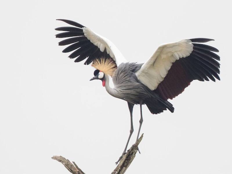 Gray Crowned-Crane, Photos 4