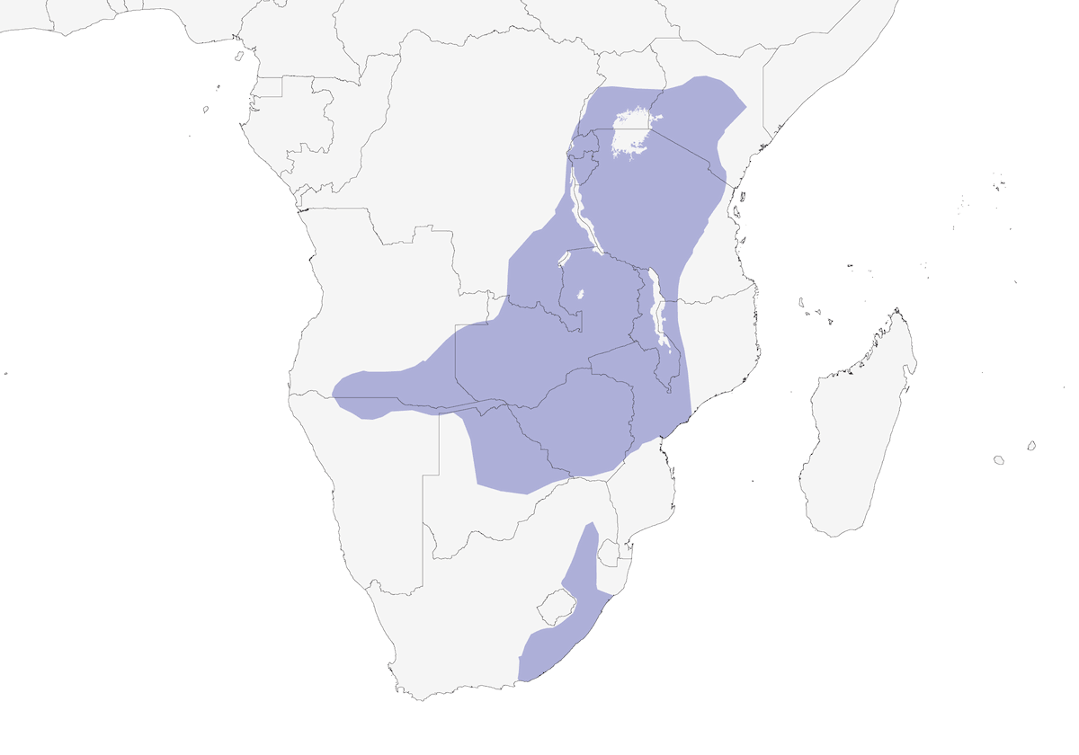 Gray Crowned-Crane, Distribution 1