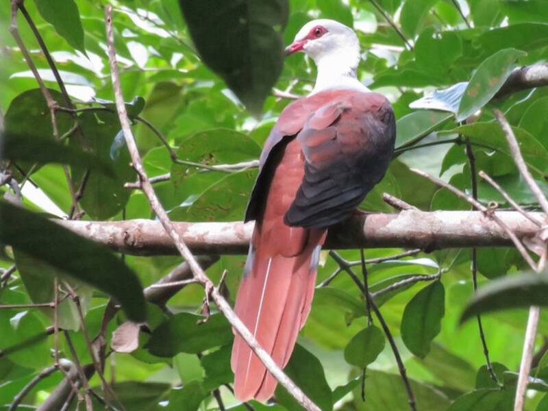 Tórtola-cuco Grande, Fotos 4