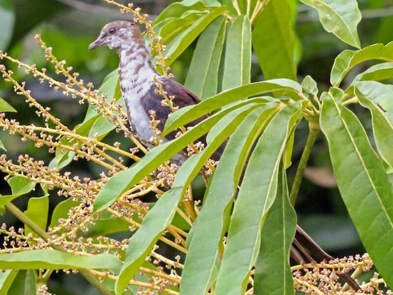 Great Cuckoo-Dove (Reinwardtoena reinwardti)