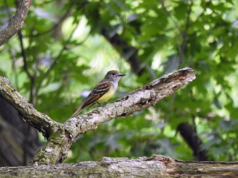 Great Crested Flycatcher (Myiarchus crinitus)