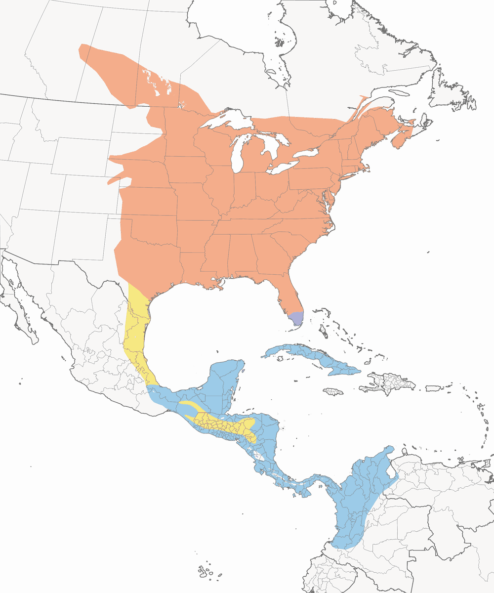 Mosquero Caperuzado, Distribución 1