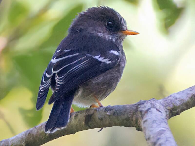 Grande Comore Flycatcher, 照片 4