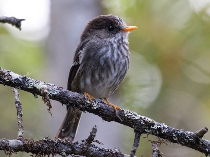 Grande Comore Flycatcher, 照片 2