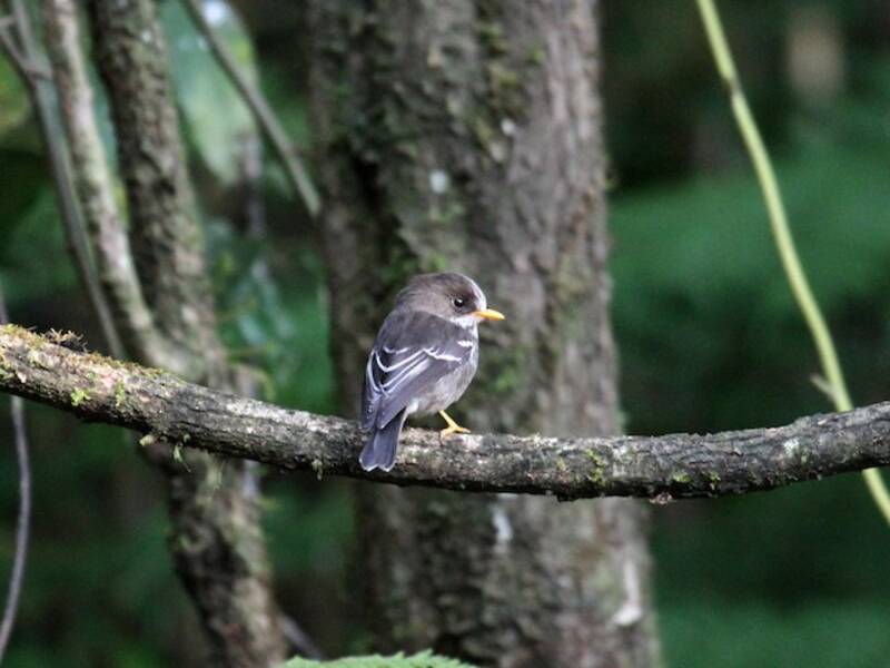 Grande Comore Flycatcher, 照片 3